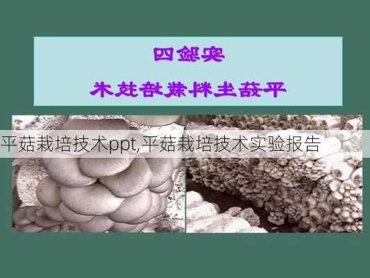 平菇栽培技术ppt,平菇栽培技术实验报告