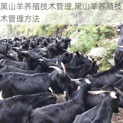 黑山羊养殖技术管理,黑山羊养殖技术管理方法