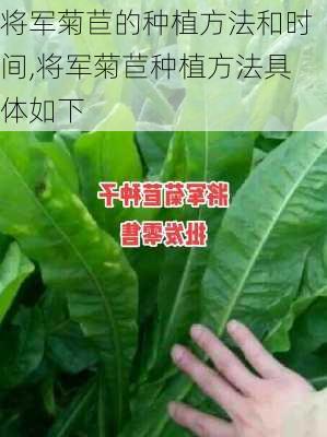 将军菊苣的种植方法和时间,将军菊苣种植方法具体如下
